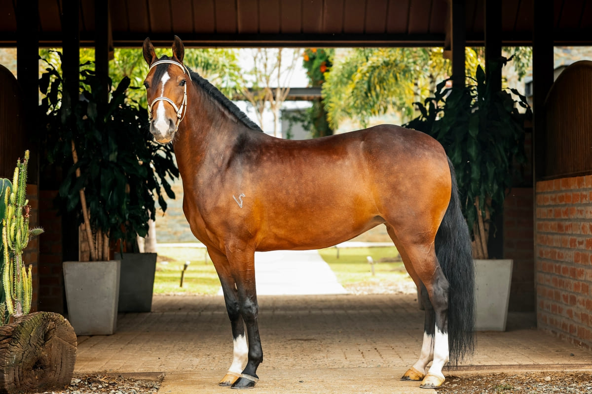 Llega la versión 65 de Expointernacional Equina en el marco de la Feria de las Flores 2024